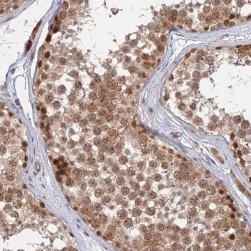 Anti-KIAA1257 antibody produced in rabbit, 1 X 100 µL (HPA042811-100UL)