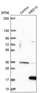 Anti-MED10 antibody produced in rabbit, 1 X 100 µL (HPA042795-100UL)