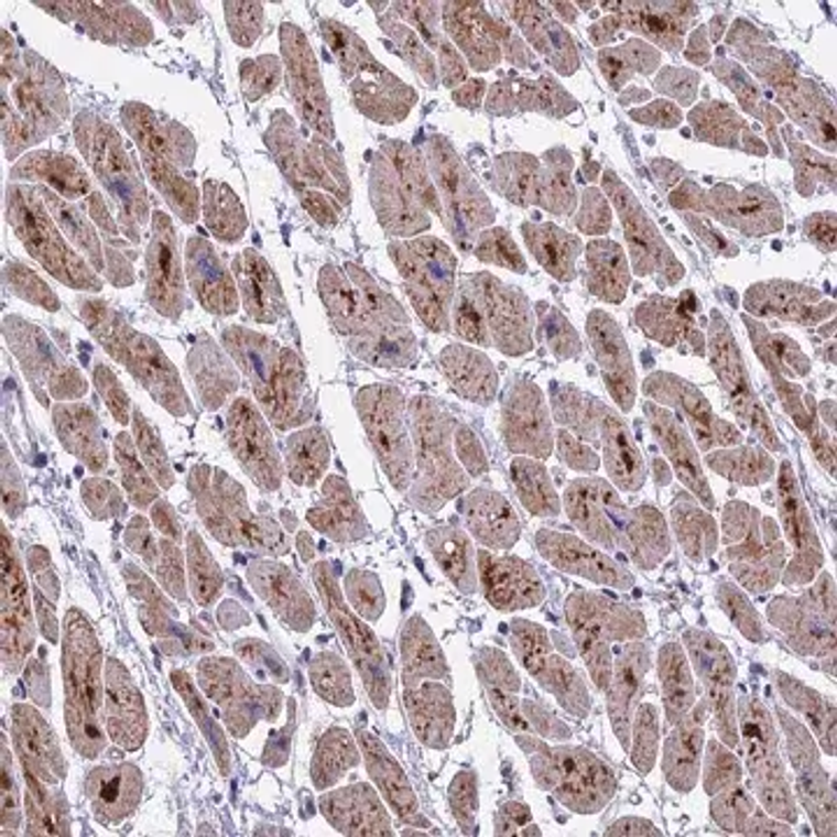Anti-MT-CO3 antibody produced in rabbit, 1 X 100 µL (HPA042788-100UL)