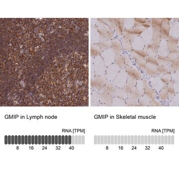 Anti-GMIP antibody produced in rabbit, 1 X 100 µL (HPA042484-100UL)