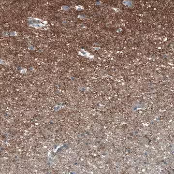 Anti-SCD5 antibody produced in rabbit, 1 X 100 µL (HPA042380-100UL)