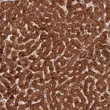 Anti-COX17 antibody produced in rabbit, 1 X 100 µL (HPA042226-100UL)