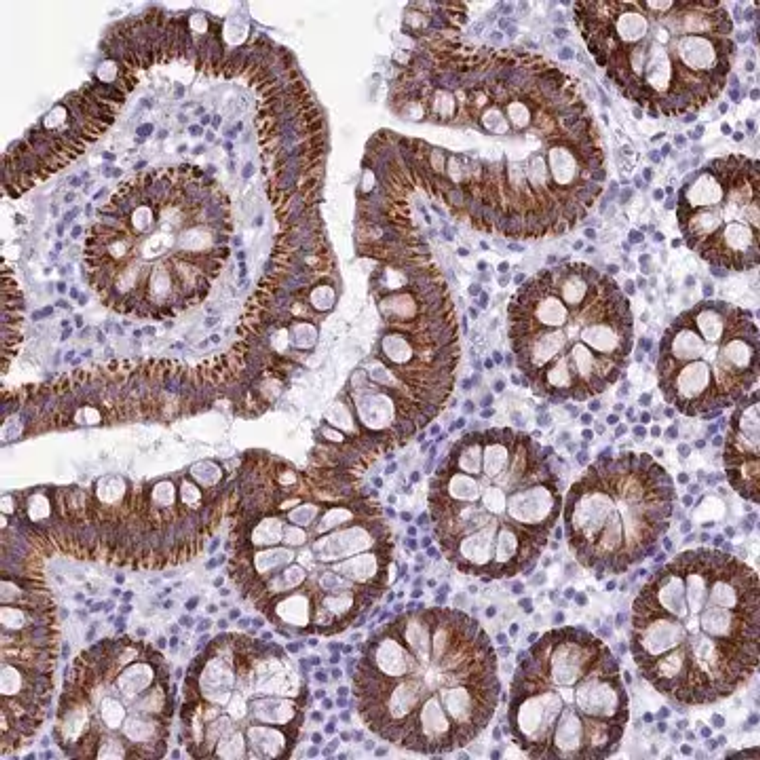 Anti-BRI3 antibody produced in rabbit, 1 X 100 µL (HPA042215-100UL)
