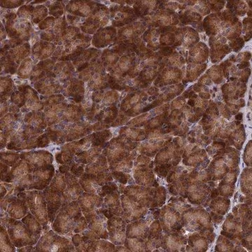 Anti-SH3D21 antibody produced in rabbit, 1 X 100 µL (HPA042212-100UL)