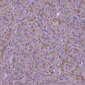 Anti-VWA3A antibody produced in rabbit, 1 X 100 µL (HPA042044-100UL)