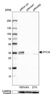 Anti-STX16 antibody produced in rabbit, 1 X 100 µL (HPA042033-100UL)