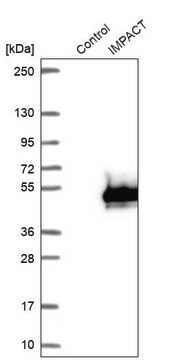 Anti-IMPACT antibody produced in rabbit, 1 X 100 µL (HPA041968-100UL)