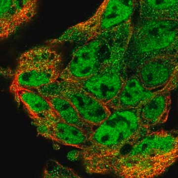 Anti-UBL7 antibody produced in rabbit, 100 µL (HPA041897-100UL)