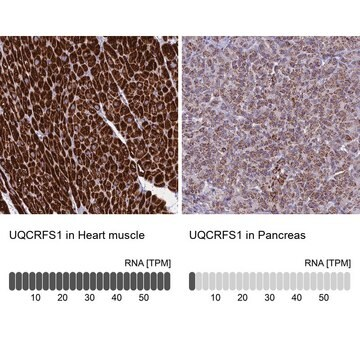 Anti-UQCRFS1 antibody produced in rabbit, 1 X 100 µL (HPA041863-100UL)