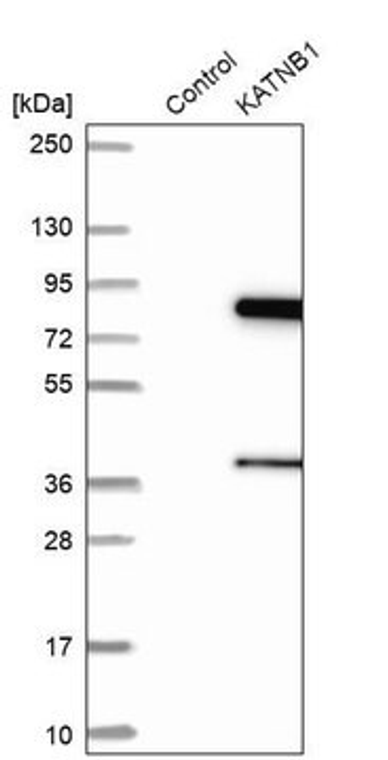 Anti-KATNB1 antibody produced in rabbit, 1 X 100 µL (HPA041839-100UL)