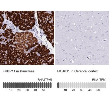 Anti-FKBP11 antibody produced in rabbit, 1 X 100 µL (HPA041709-100UL)