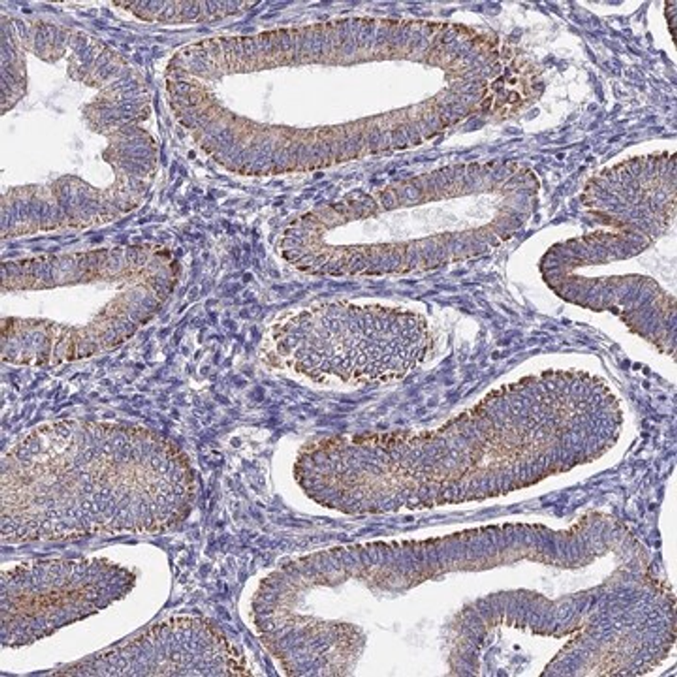 Anti-PIGU antibody produced in rabbit, 1 X 100 µL (HPA041706-100UL)