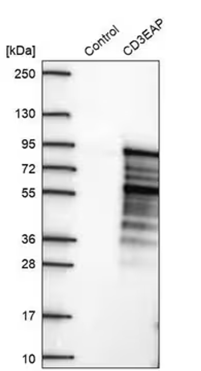 Anti-CD3EAP antibody produced in rabbit, 1 X 100 µL (HPA041664-100UL)