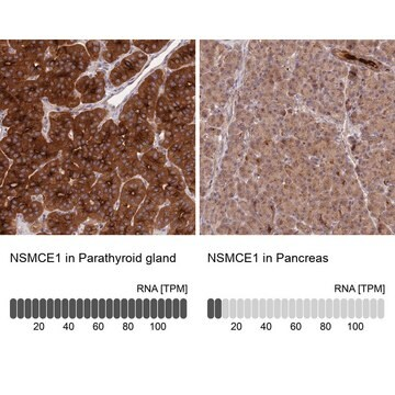 Anti-NSMCE1 antibody produced in rabbit, 1 X 100 µL (HPA041567-100UL)