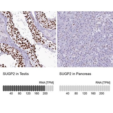 Anti-SUGP2 antibody produced in rabbit, 1 X 100 µL (HPA041557-100UL)