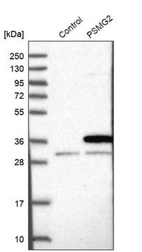 Anti-PSMG2 antibody produced in rabbit, 1 X 100 µL (HPA041517-100UL)
