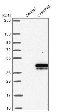 Anti-CHMP4B antibody produced in rabbit, 1 X 100 µL (HPA041401-100UL)