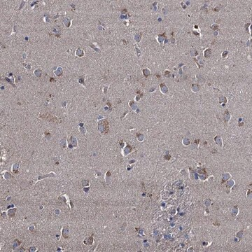 Anti-NGRN antibody produced in rabbit, 1 X 100 µL (HPA041367-100UL)