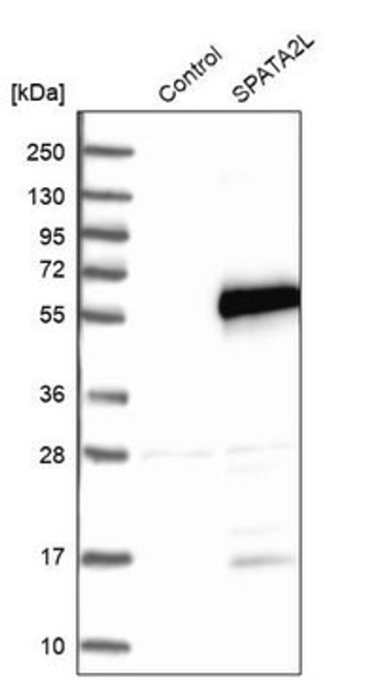 Anti-SPATA2L antibody produced in rabbit, 1 X 100 µL (HPA041182-100UL)