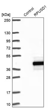Anti-RPUSD1 antibody produced in rabbit, 1 X 100 µL (HPA041144-100UL)