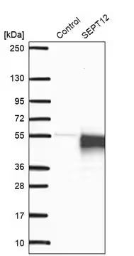 Anti-SEPT12 antibody produced in rabbit, 1 X 100 µL (HPA041128-100UL)