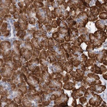 Anti-DNAJC21 antibody produced in rabbit, 1 X 100 µL (HPA040789-100UL)