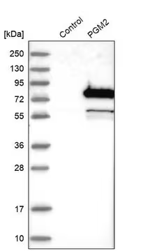 Anti-PGM2 antibody produced in rabbit, 1 X 100 µL (HPA040676-100UL)