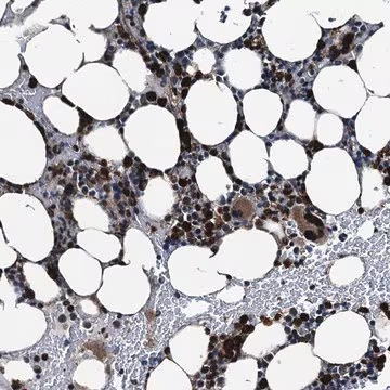 Anti-GRASP antibody produced in rabbit, 1 X 100 µL (HPA040664-100UL)