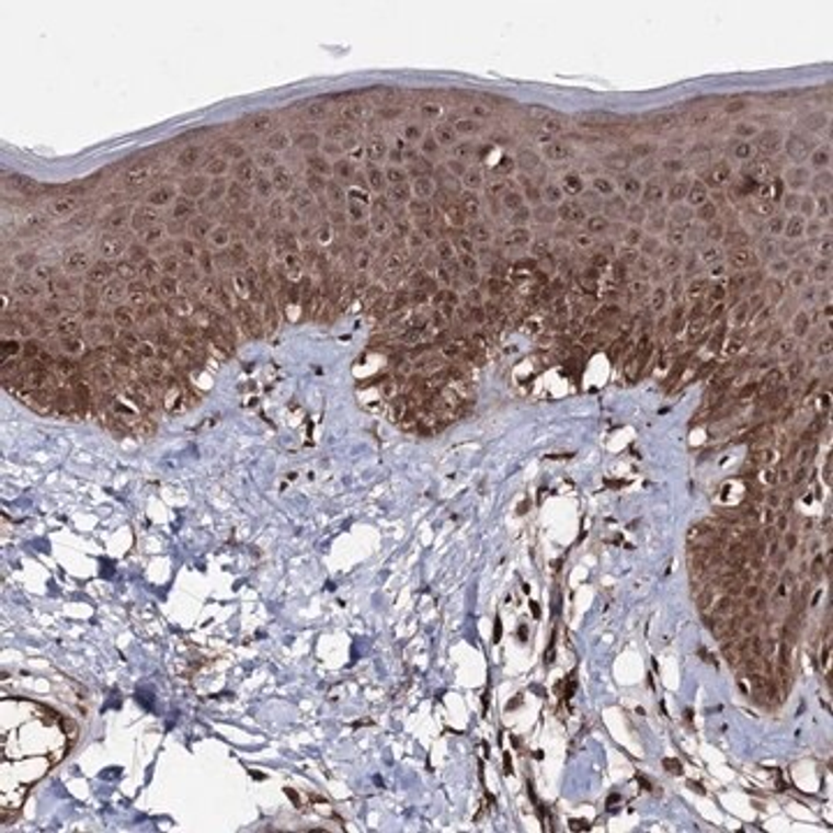 Anti-MICALCL antibody produced in rabbit, 1 X 100 µL (HPA040438-100UL)
