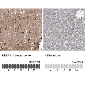 Anti-NBEA antibody produced in rabbit, 1 X 100 µL (HPA040385-100UL)
