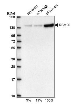 Anti-RBM26 antibody produced in rabbit, 1 X 100 µL (HPA040252-100UL)