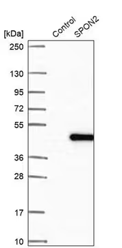 Anti-SPON2 antibody produced in rabbit, 1 X 100 µL (HPA040170-100UL)