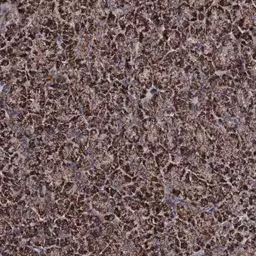 Anti-COA4 antibody produced in rabbit, 1 X 100 µL (HPA040126-100UL)