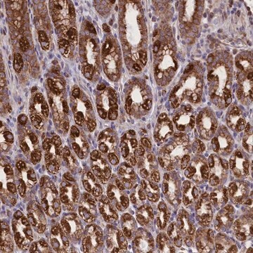 Anti-PTPRU antibody produced in rabbit, 1 X 100 µL (HPA039832-100UL)