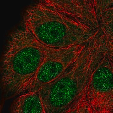 Anti-ANAPC5 antibody produced in rabbit, 100 µL (HPA039801-100UL)