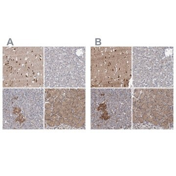 Anti-NBEA antibody produced in rabbit, 1 X 100 µL (HPA039730-100UL)