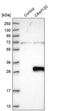 Anti-C6orf120 antibody produced in rabbit, 1 X 100 µL (HPA039626-100UL)