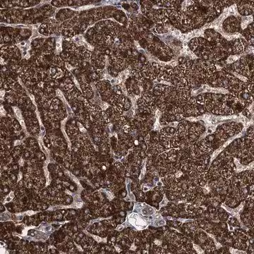 Anti-PGGHG antibody produced in rabbit, 1 X 100 µL (HPA039383-100UL)