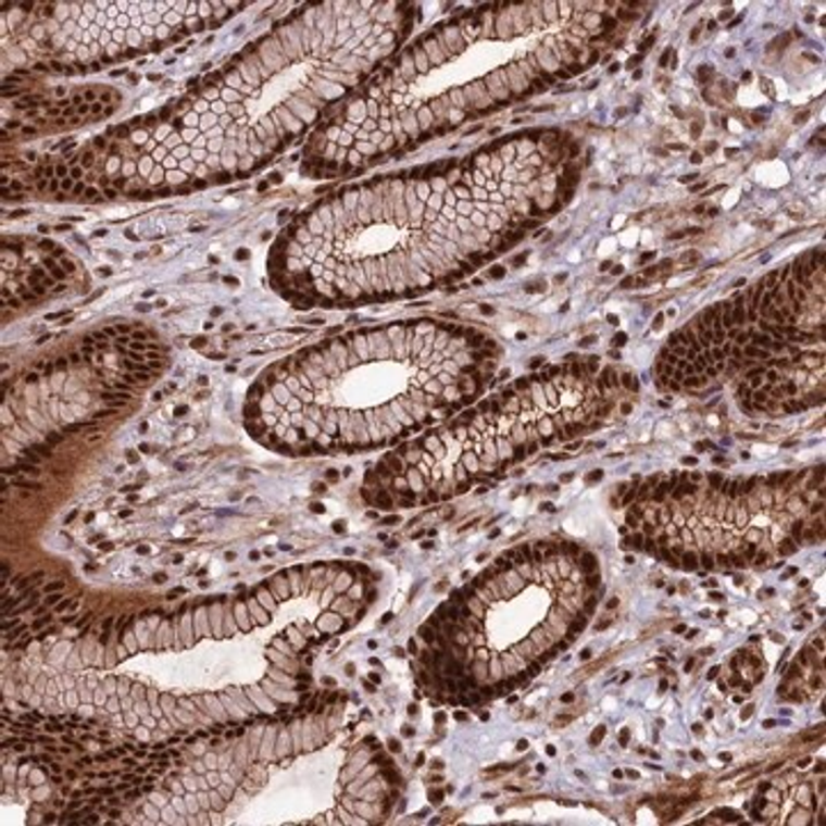 Anti-SFSWAP antibody produced in rabbit, 1 X 100 µL (HPA039362-100UL)