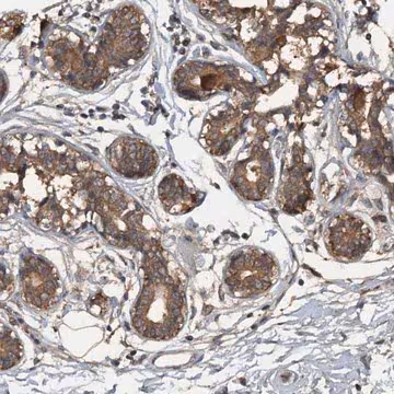 Anti-HAPLN3 antibody produced in rabbit, 1 X 100 µL (HPA039237-100UL)