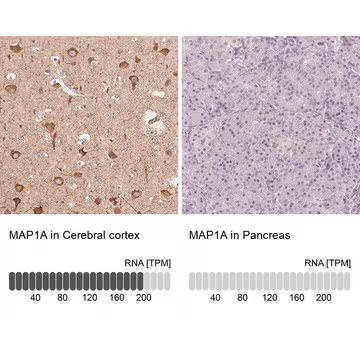 Anti-MAP1A antibody produced in rabbit, 1 X 100 µL (HPA039063-100UL)