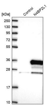 Anti-N4BP2L1 antibody produced in rabbit, 1 X 100 µL (HPA038971-100UL)