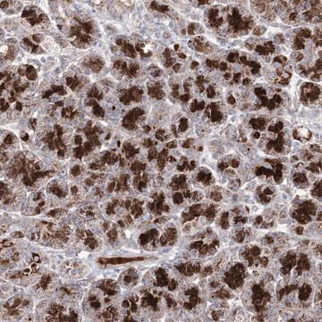 Anti-C11orf80 antibody produced in rabbit, 1 X 100 µL (HPA038933-100UL)