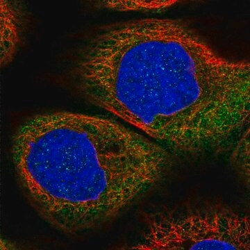 Anti-DHX29 antibody produced in rabbit, 1 X 100 µL (HPA038318-100UL)