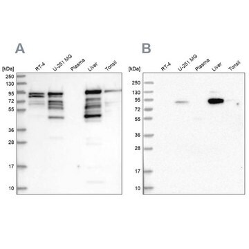 Anti-SHTN1 antibody produced in rabbit, 1 X 100 µL (HPA037943-100UL)