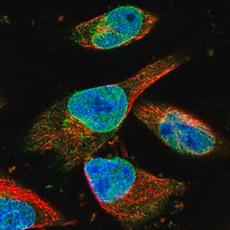 Anti-ZNF487 antibody produced in rabbit, 1 X 100 µL (HPA037820-100UL)