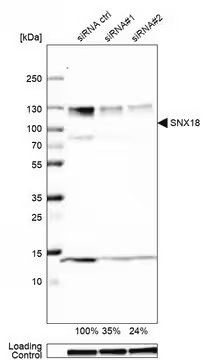 Anti-SNX18 antibody produced in rabbit, 1 X 100 µL (HPA037800-100UL)