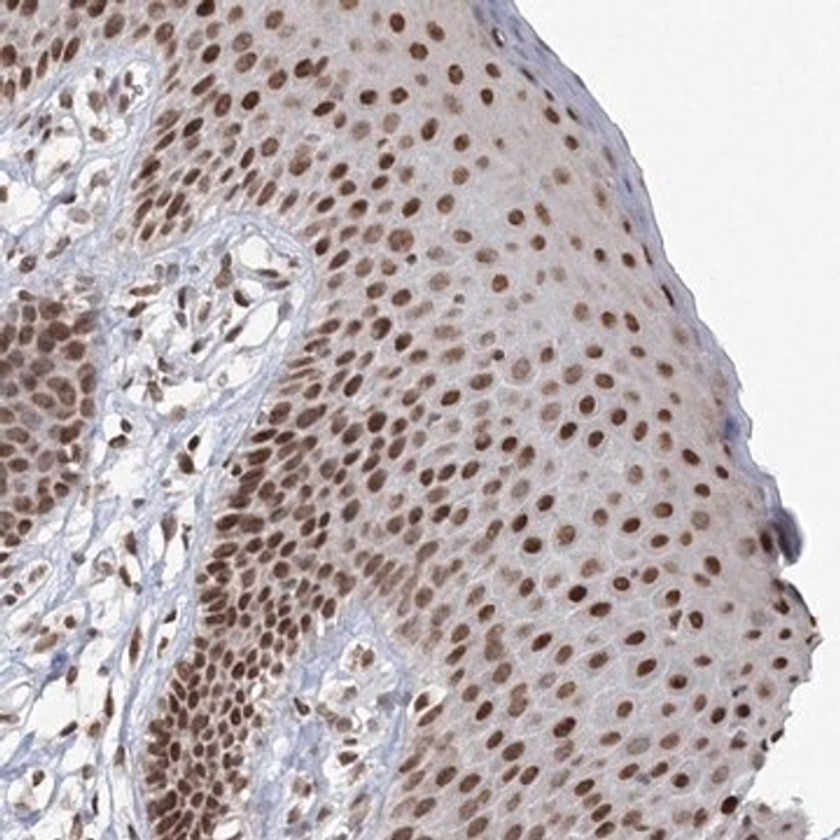 Anti-C3orf33 antibody produced in rabbit, 1 X 100 µL (HPA037663-100UL)