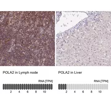 Anti-POLA2 antibody produced in rabbit, 1 X 100 µL (HPA037570-100UL)