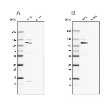 Anti-MCC antibody produced in rabbit, 100 µL (HPA037390-100UL)